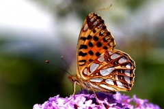 13_butterfly