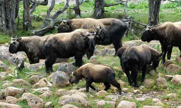 Takin, National Animal of Bhutan