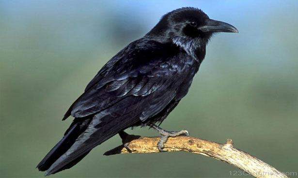 Raven, National Bird of Bhutan