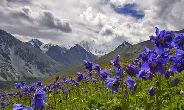 Bluepoppy, National flower of Bhutan