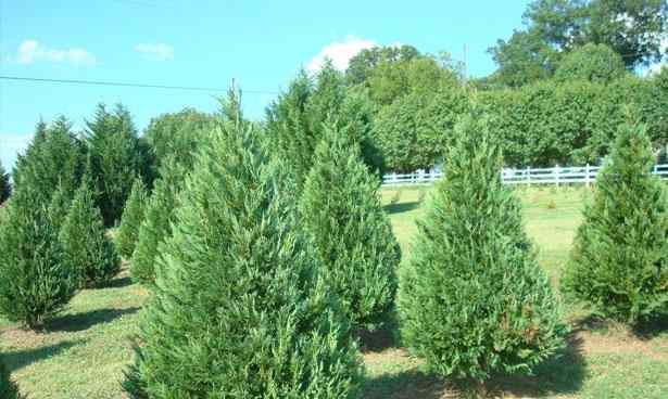 Cypress, National plant of Bhutan