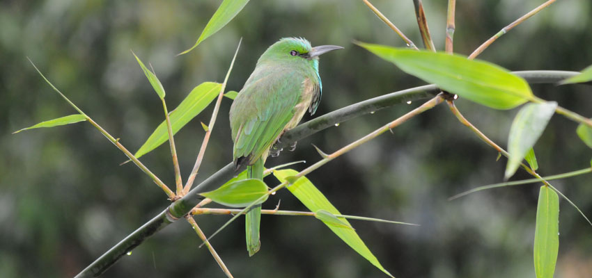 Blue Bearded Bee Eater