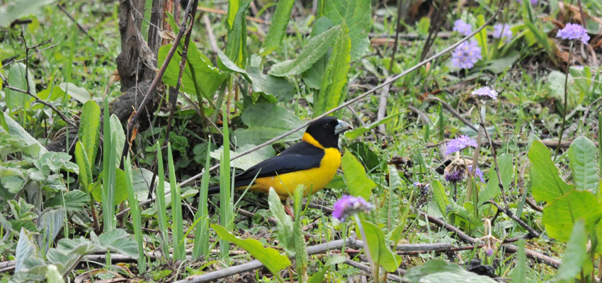 Collared Grosbeak