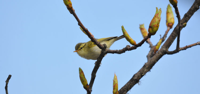 Greenish Warbler