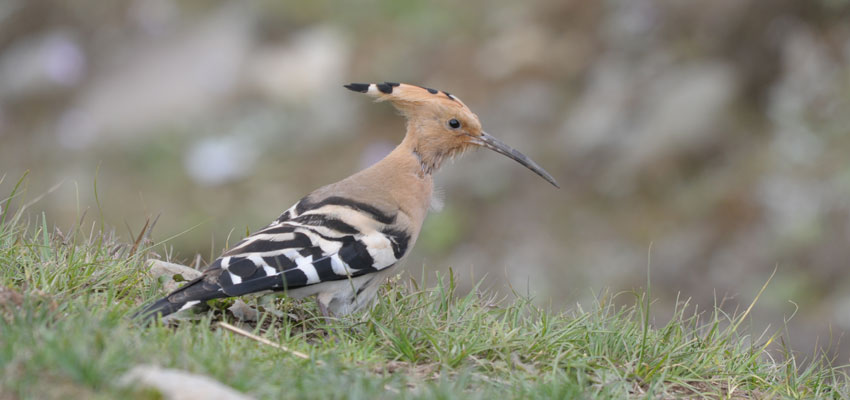 Hoopoe, Bhutan Bird Watching Tour