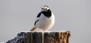 Bird watching tour Bhutan