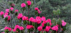 Plants & Animals of Bhutan, Flora & Fauna