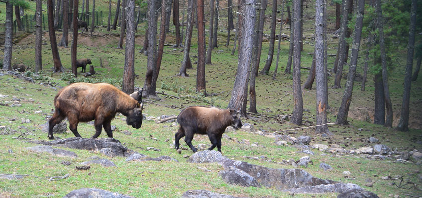 Takin, National animal of Bhutan, National symbols